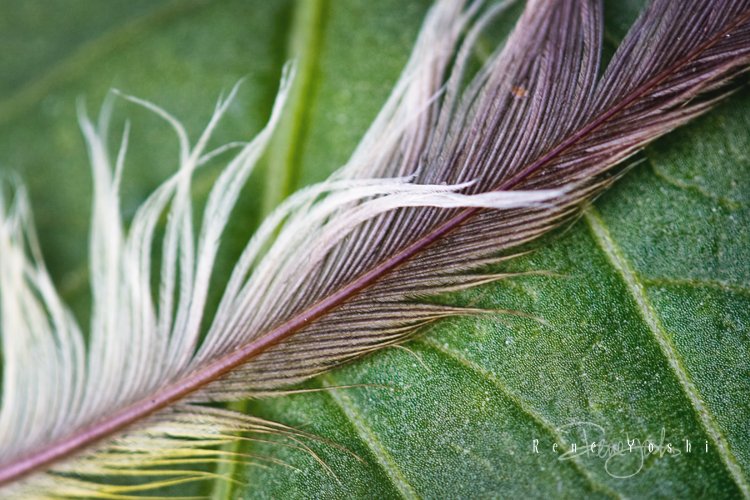 Tiny feather on a dahlia leaf